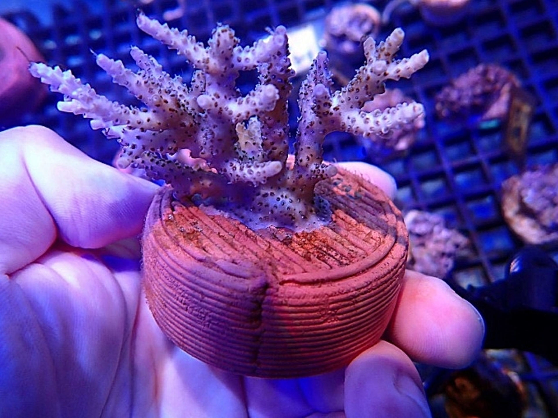 3D列印生態友善陶瓷基座能有效提升珊瑚的附著率與穩定成長。
